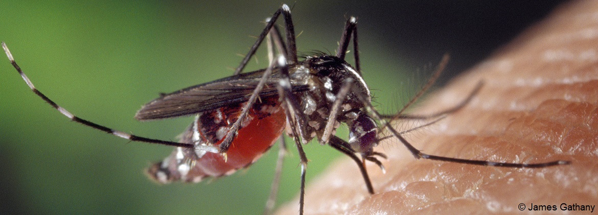 Aedes albopictus JamesGathany CDC cc