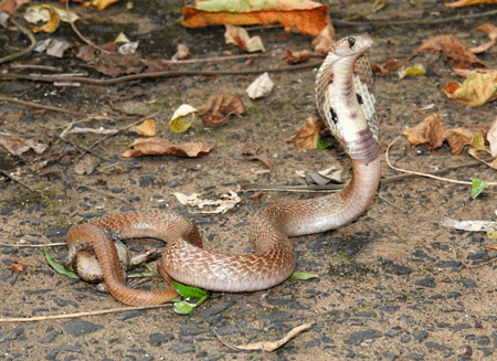 Indian Cobra Naja