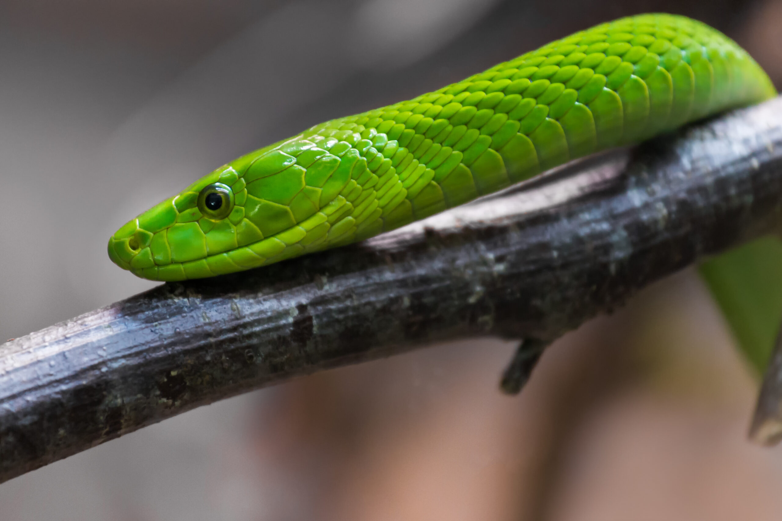 Die Östliche Grüne Mamba (Dendroaspis angusticeps), auch bekannt als Gewöhnliche Mamba, Ostafrikanische Grüne Mamba, Grüne Mamba oder Weißmäulige Mamba.