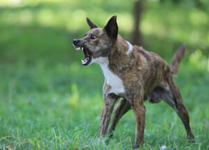 Aggressiver Hund