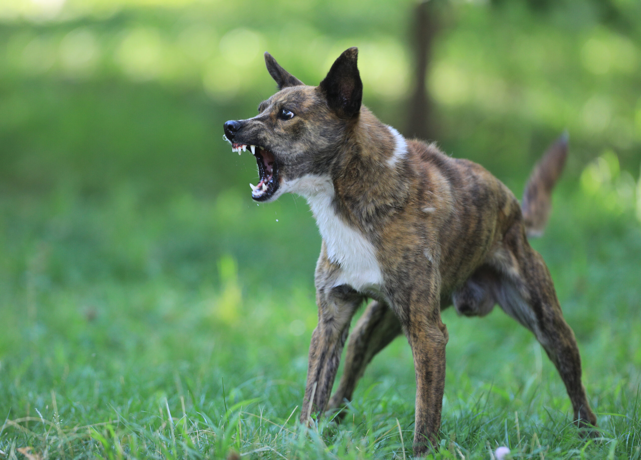 Aggressiver Hund