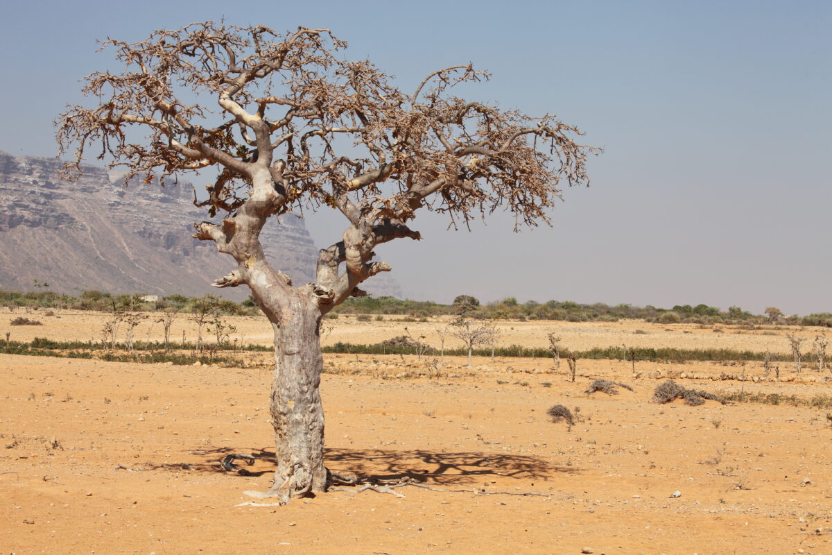 Myrrhebaum (Commiphora myrrha ist ein Baum aus der Familie der Burseraceae) von der Insel Sokotra