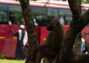 Affe sitzt im Baum, im Hintergrund sieht man einen Bus, vor dem ein paar Menschen stehen
