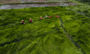 Von oben ist eine grüne Wiese mit Farmern und Rindern zu sehen