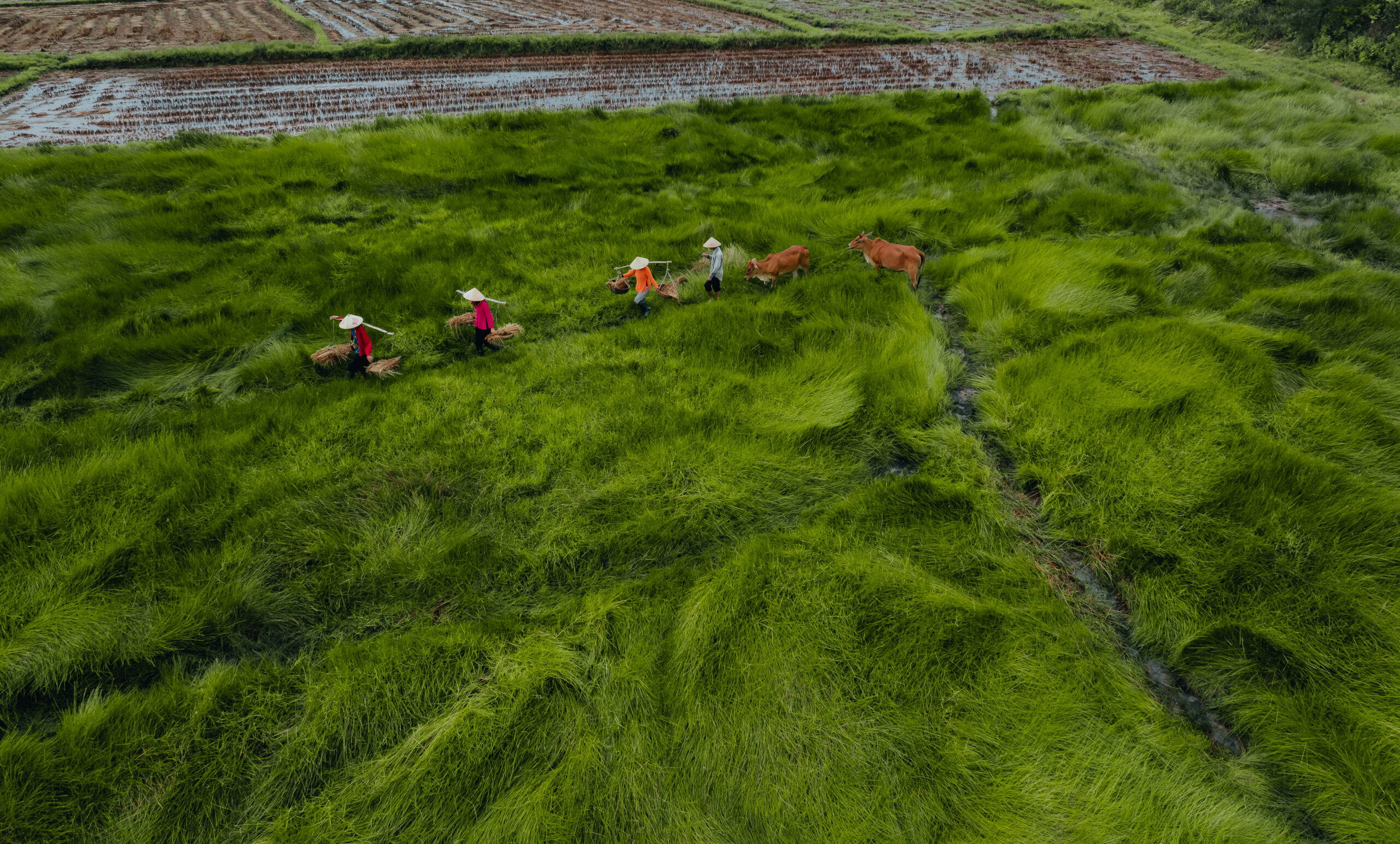 Von oben ist eine grüne Wiese mit Farmern und Rindern zu sehen