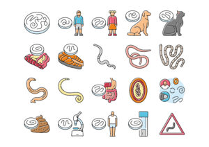 Schematische Darstellung von Wurmerkrankungen mit Parasiten, Wirten, Übertragungswegen sowie medizinischer Diagnostik und Behandlung.