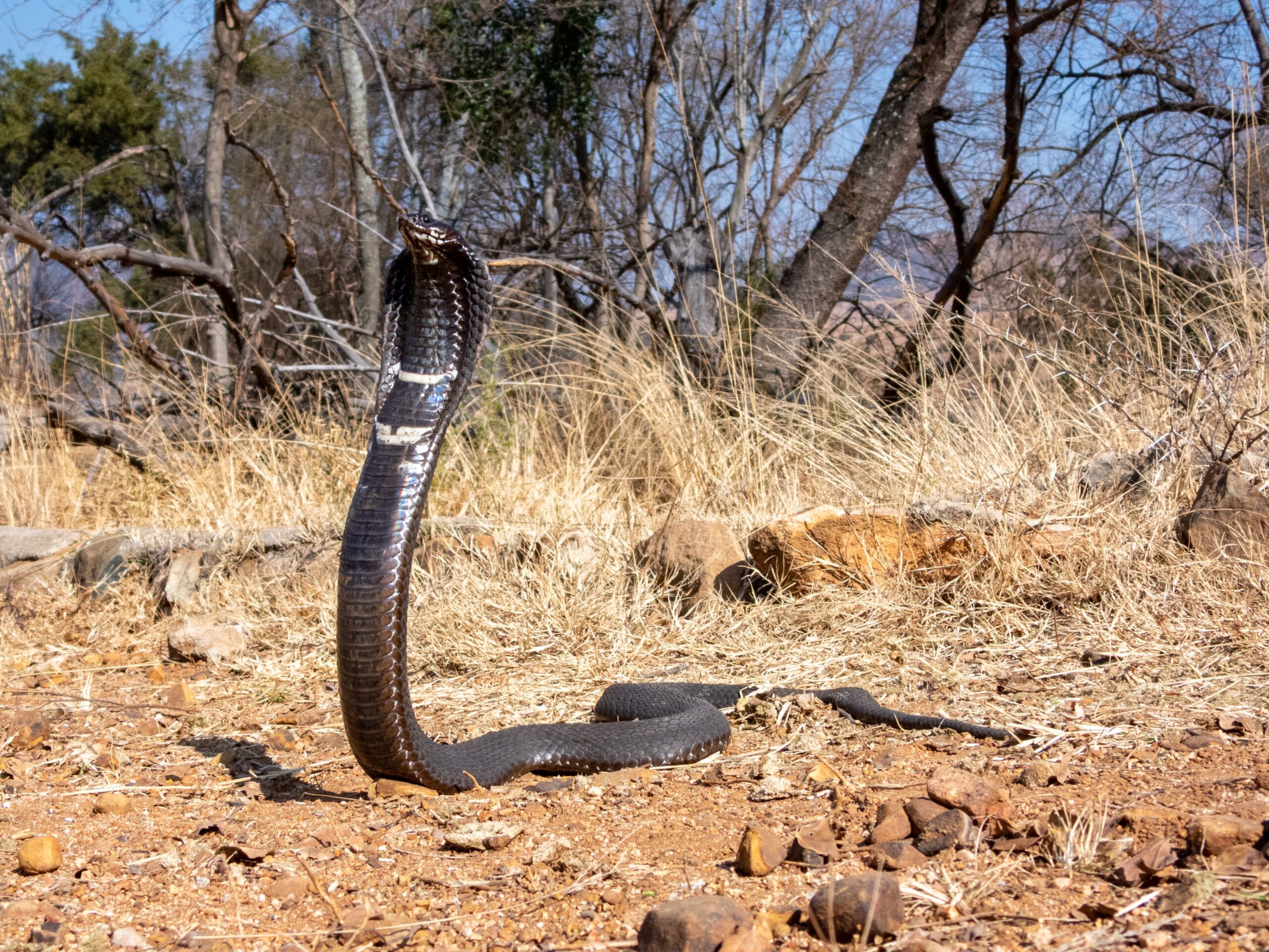 Eine Ringhalskobra schlängelt sich mit aufgestelltem Nackenschild durch eine trockene Graslandschaft.
