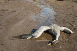 Ein toter Kranich liegt am Boden.