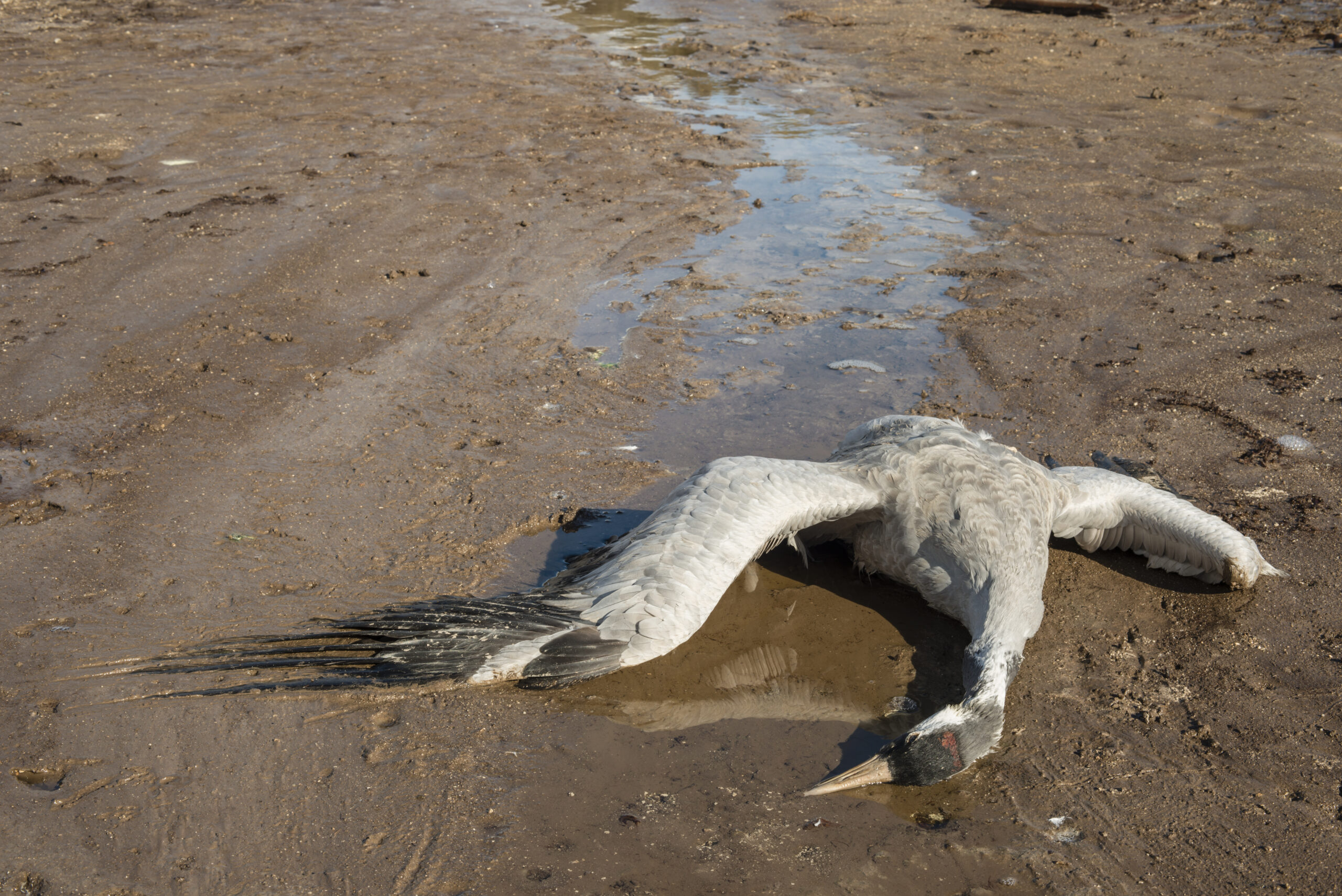 Ein toter Kranich liegt am Boden.