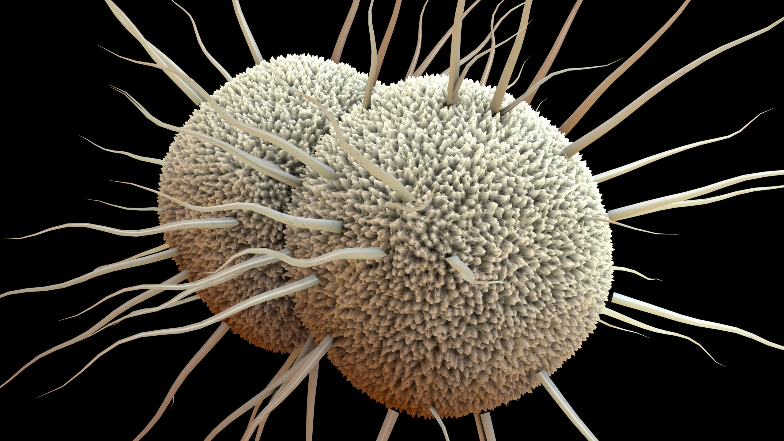 Mikroskopische Aufnahme von Neisseria gonorrhoeae, dem bakteriellen Erreger von Gonorrhö.