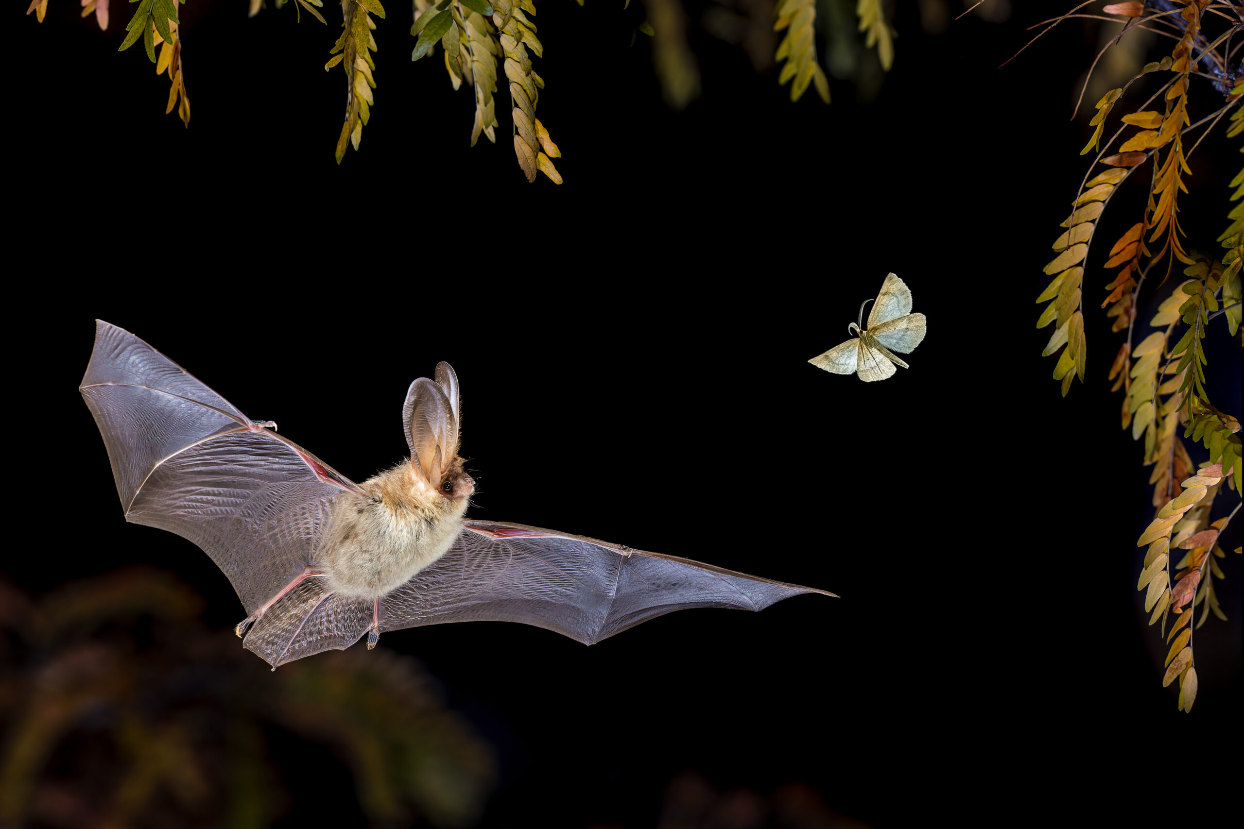 Braune Langohrfledermaus fängt Motte in Waldumgebung.