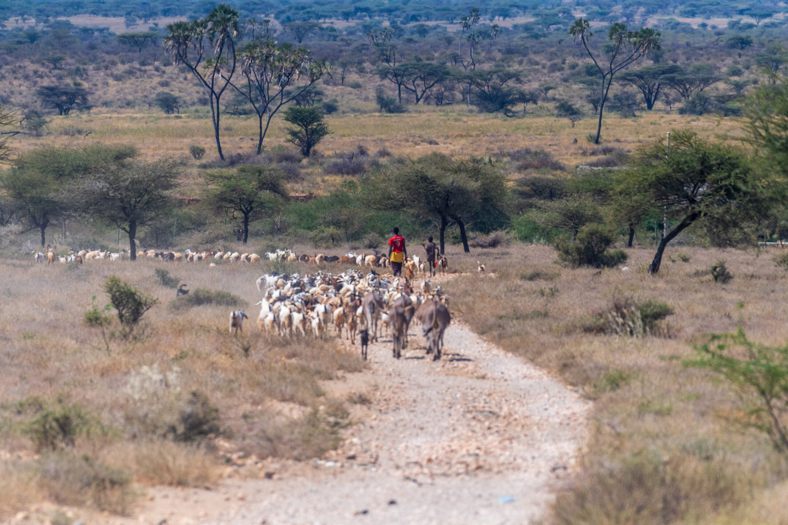 Lokale Viehhalter*innen treiben Rinder in Kenia.
