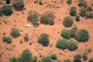 Luftaufnahme einer Ziegenherde, die von Massai-Hirten auf der Suche nach essbarem Gras durch das Sere-Stammesland in Kenia getrieben wird.