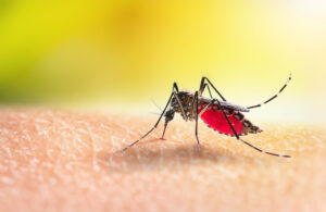 Aedes-Mücke beim Blutsaugen auf menschlicher Haut.