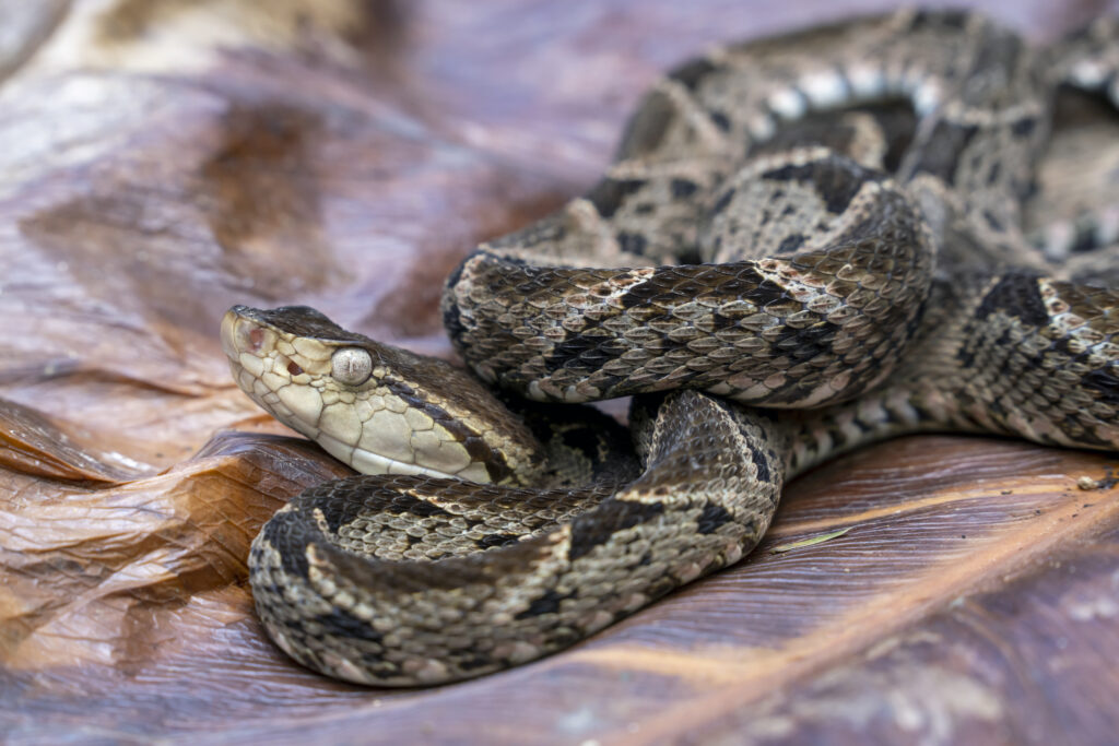 Nahaufnahme einer zusammengerollten Lanzenotter (Bothrops asper).